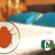how-long-can-bed-bugs-live-without-food