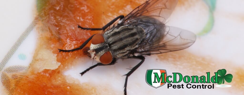 how to get rid of fruit flies in your kitchen