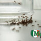 very-tiny-ants-around-kitchen-sink