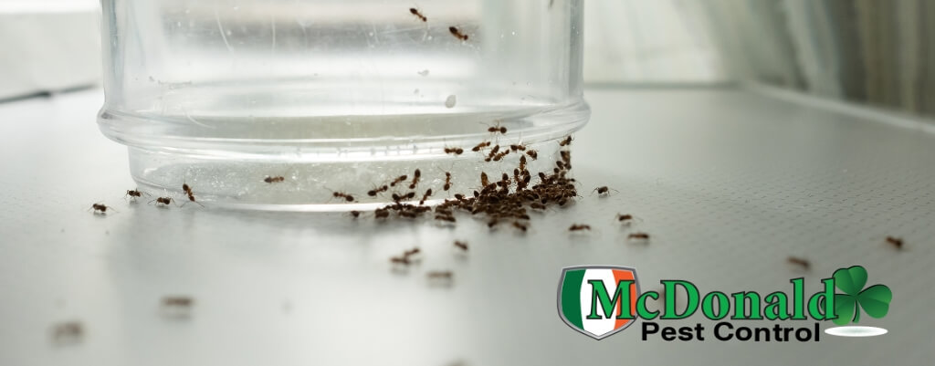very-tiny-ants-around-kitchen-sink