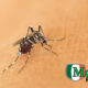 Mosquito breeding sites