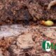 drywood-vs-subterranean-termites-know-the-differences