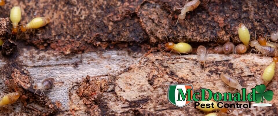 drywood-vs-subterranean-termites-know-the-differences