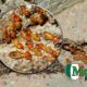 termite-prevention-protect-your-home