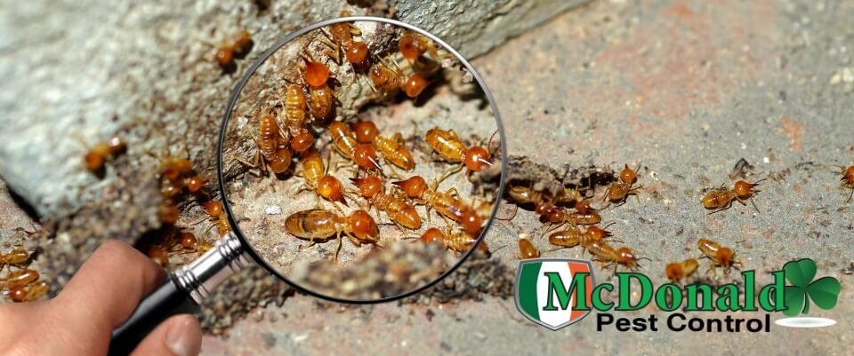 termite-prevention-protect-your-home