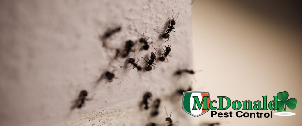 signs-of-ants-in-your-walls