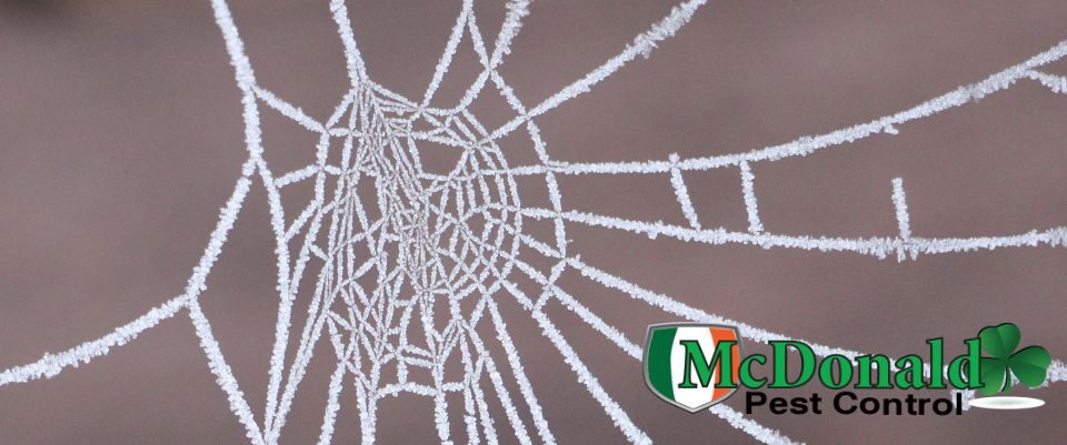 prevent-spiders-in-your-car