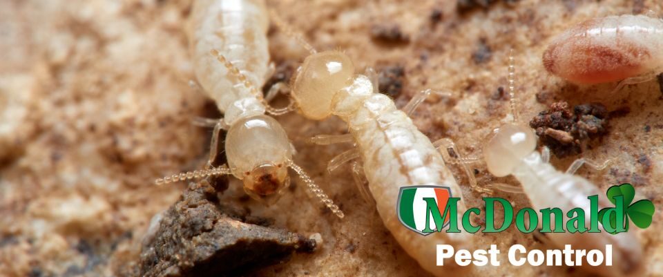 How to Spot and Prevent Termites in Your Home or Business