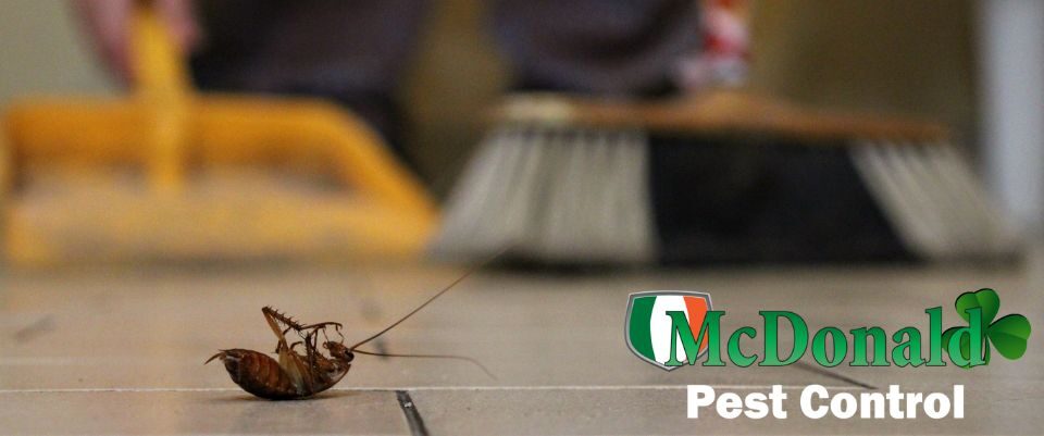 Common Entry Points Cockroaches Use to Invade