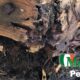 Termite Damage: Save Thousands on Home Repairs Fast