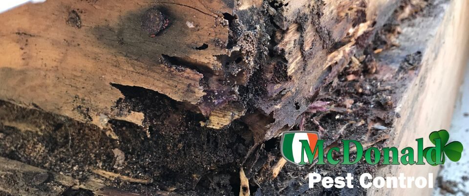 Termite Damage: Save Thousands on Home Repairs Fast