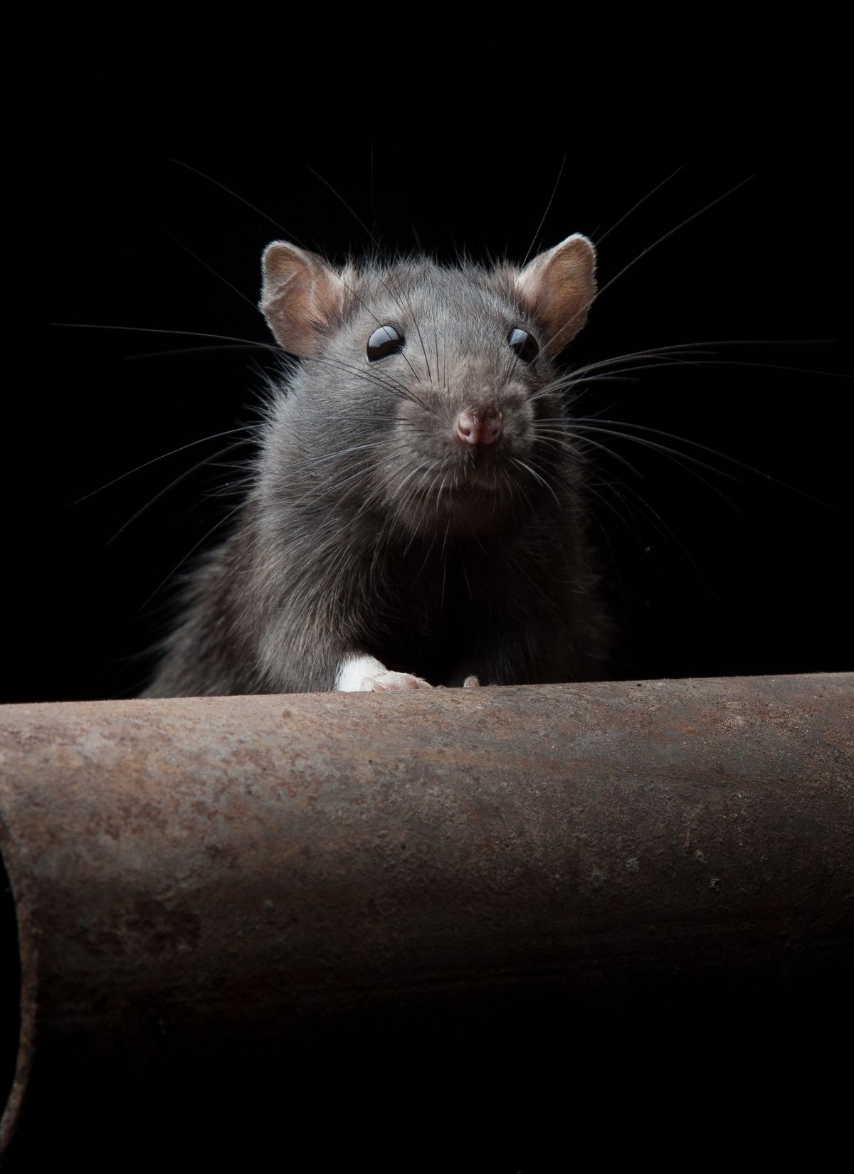Pest and Rodent Control in Pinellas County
