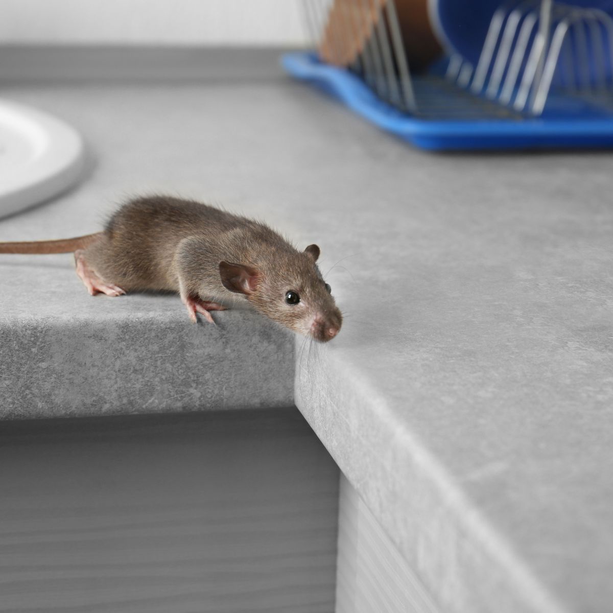 Pest and Rodent Control in Pinellas County