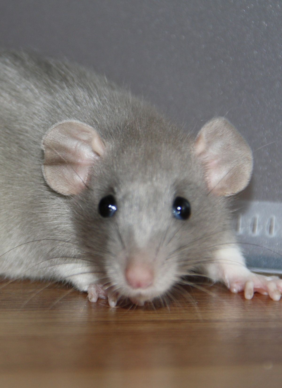 Pest and Rodent Control in Pinellas County