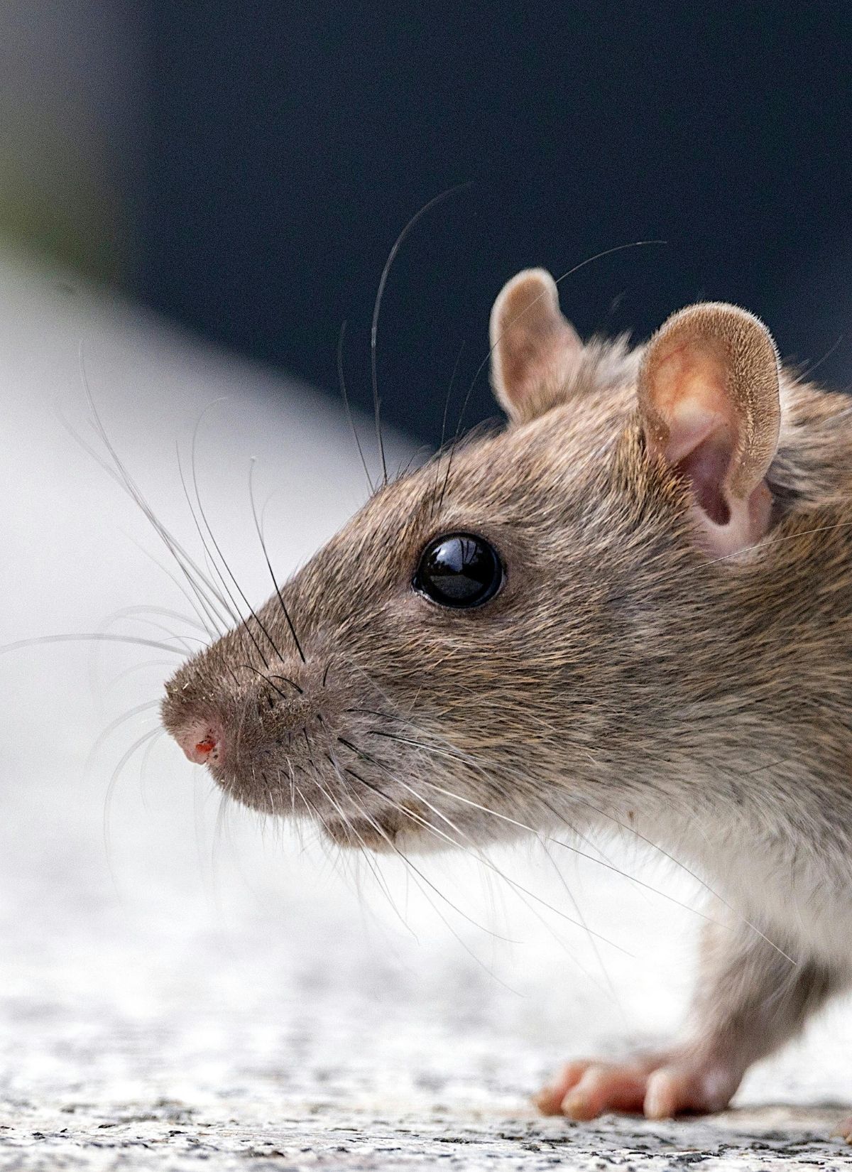 Pest and Rodent Control in Pinellas County