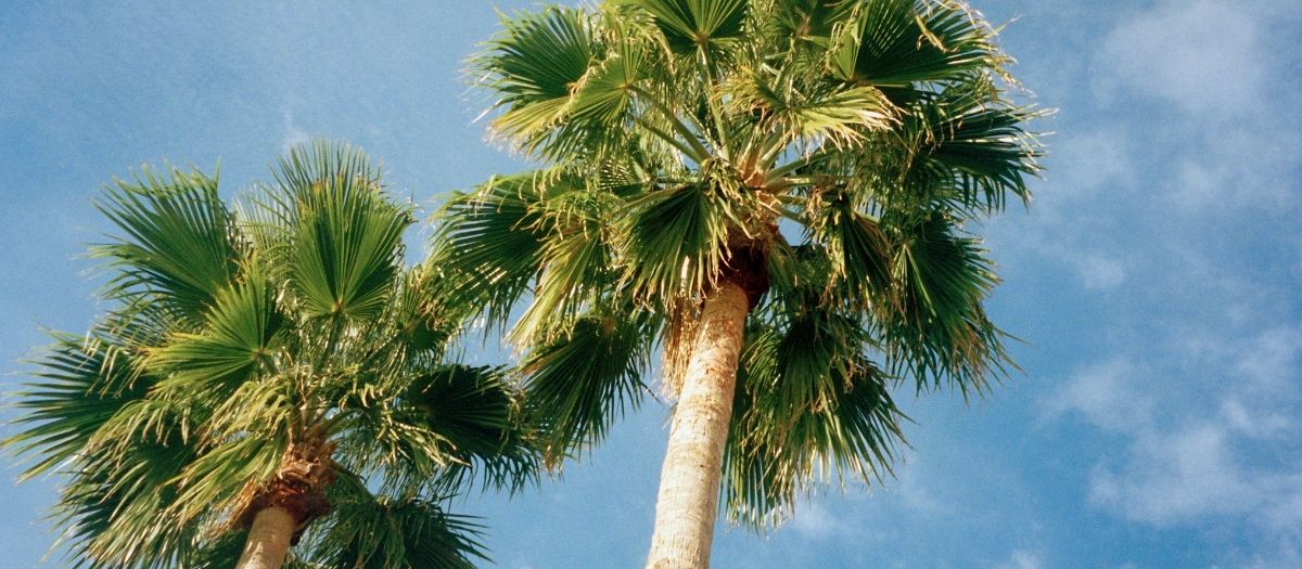 lawn treatment and service in Pinellas County lawn treatment and service in Pinellas County