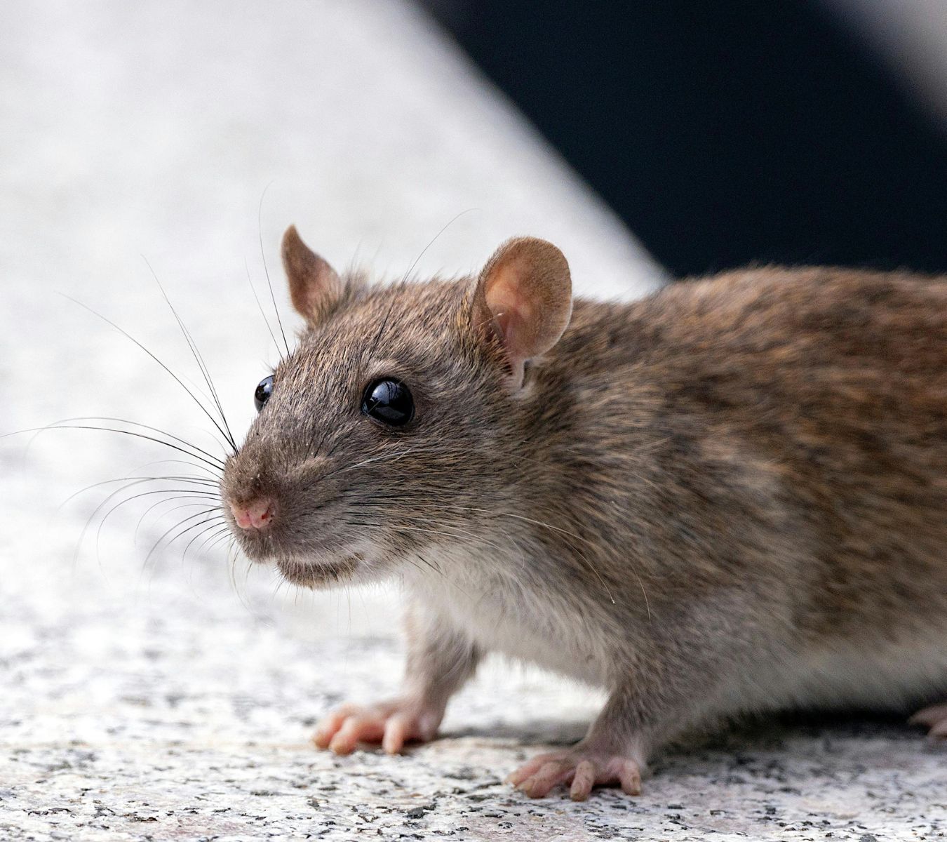 RODENT CONTROL ST. PETERSBURG