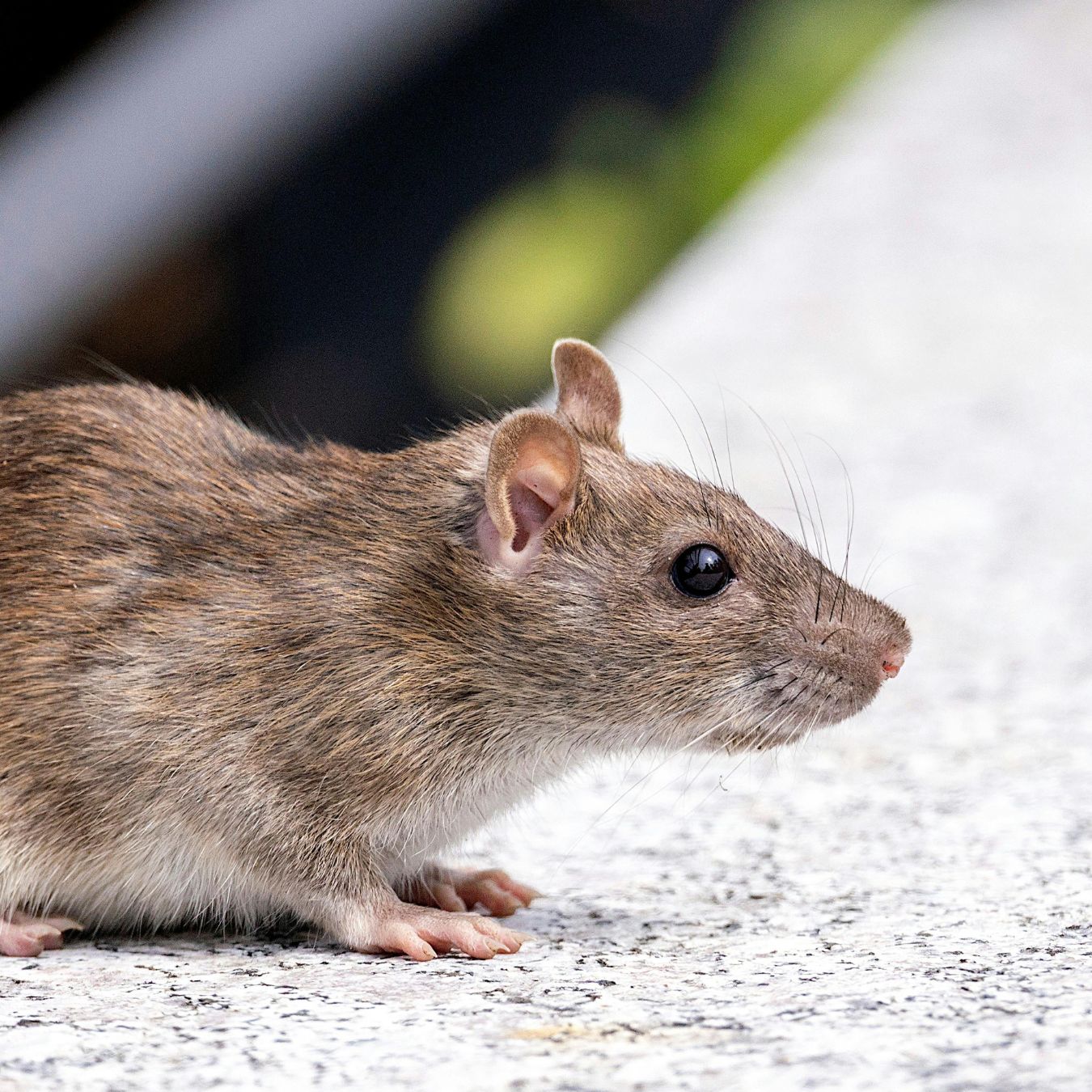 RODENT CONTROL ST. PETERSBURG