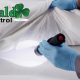Does Pinellas County Have a Bed Bug Problem