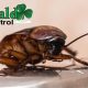 Best Way to Get Rid of Cockroaches in Pinellas County