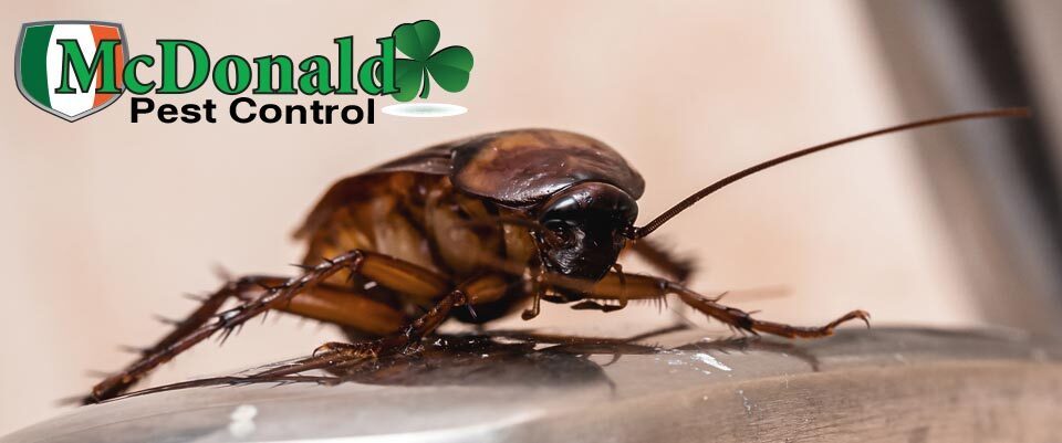 Best Way to Get Rid of Cockroaches in Pinellas County
